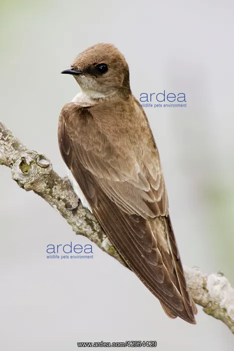 : Northern Rough-winged Swallow : Northern Rough-winged Swallow