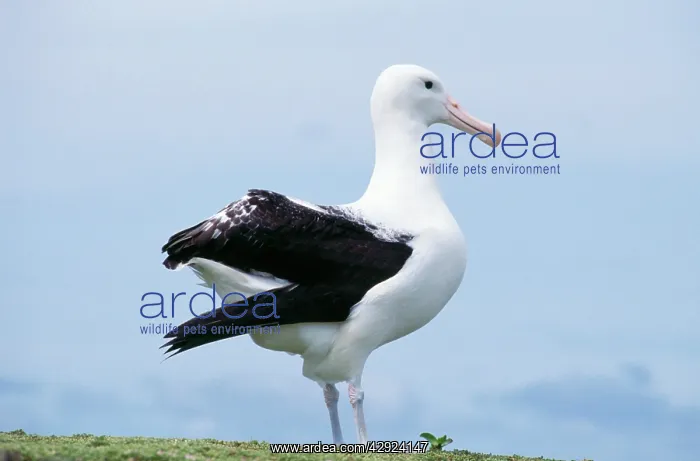 : Northern Royal ALBATROSS : Northern Royal ALBATROSS