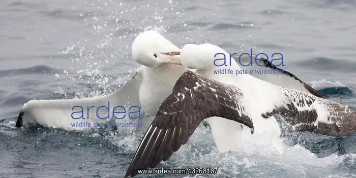 : Northern Royal Albatross - Fighting a Wandering : Northern Royal Albatross - Fighting a Wandering