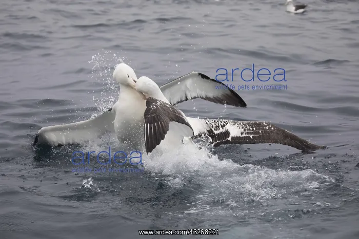 : Northern Royal Albatross - Fighting a Wandering : Northern Royal Albatross - Fighting a Wandering