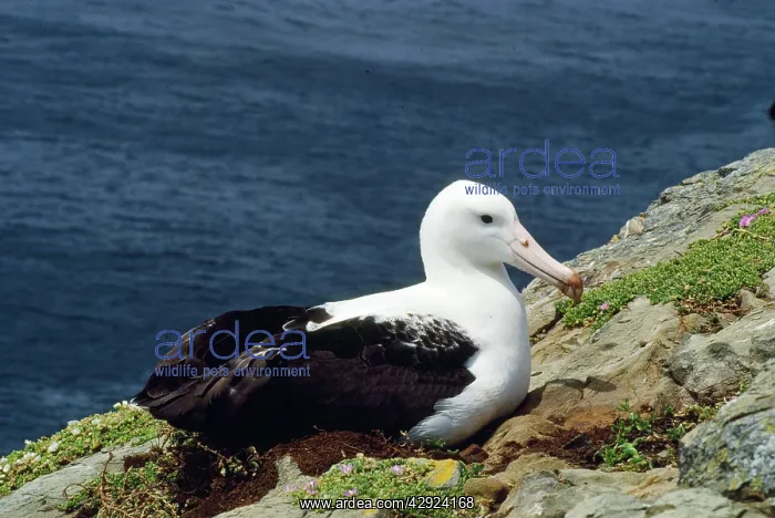 : Northern Royal Albatross - incubating : Northern Royal Albatross - incubating