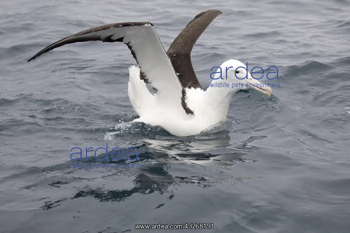 : Northern Royal Albatross - Off the Kaikoura coast : Northern Royal Albatross - Off the Kaikoura coast