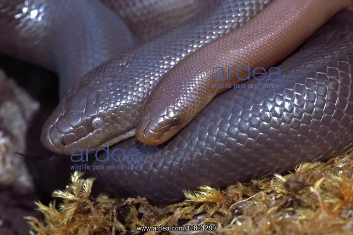 : Northern Rubber Boa : Northern Rubber Boa