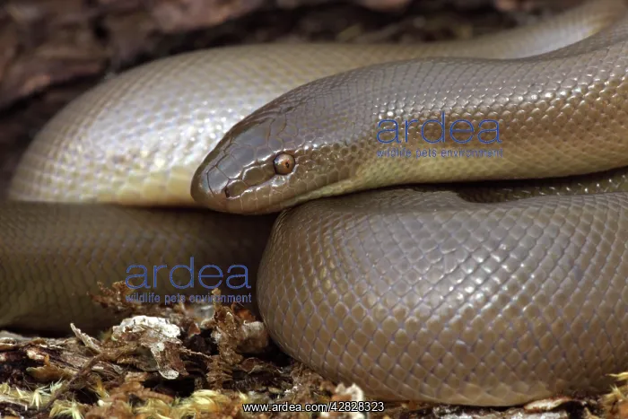 : Northern Rubber Boa : Northern Rubber Boa