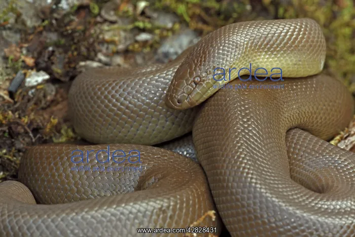 : Northern Rubber Boa : Northern Rubber Boa