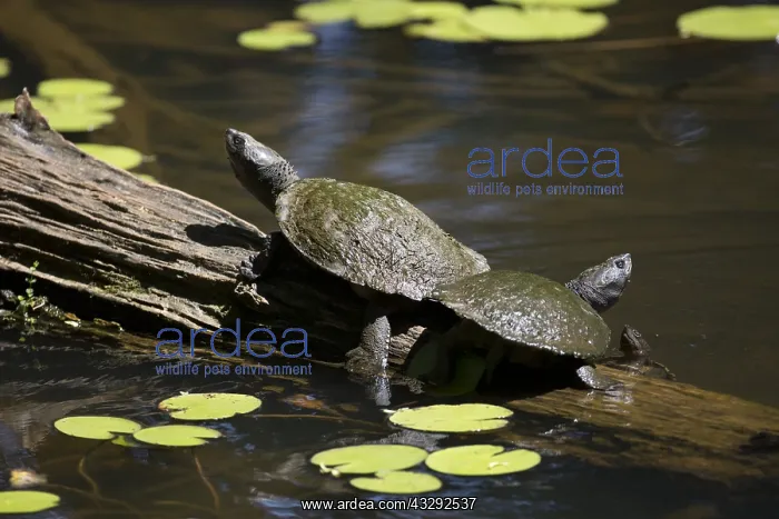 : Northern Saw-shelled Turtle - Also known as a snapping : Northern Saw-shelled Turtle - Also known as a snapping