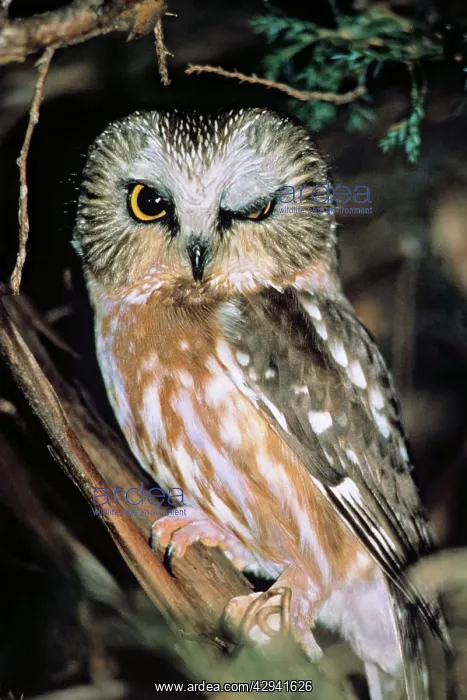 : Northern Saw-whet Owl : Northern Saw-whet Owl
