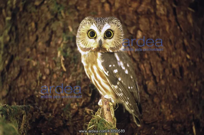 : Northern Saw-whet Owl : Northern Saw-whet Owl
