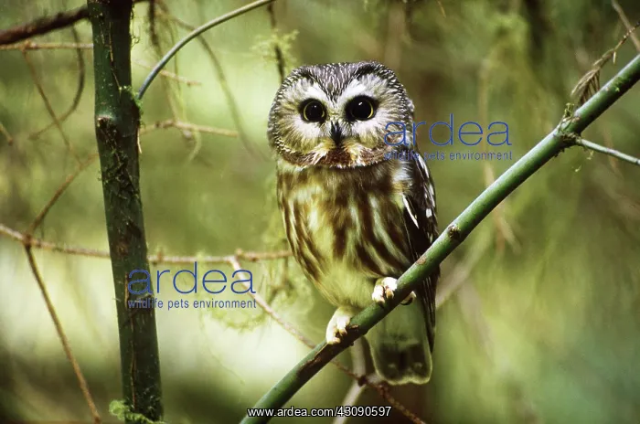 : Northern Saw-whet Owl : Northern Saw-whet Owl