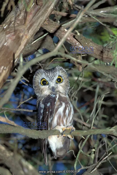 : Northern saw-whet owl : Northern saw-whet owl