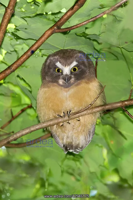 : Northern Saw-whet Owl - fledgling out of the nest : Northern Saw-whet Owl - fledgling out of the nest