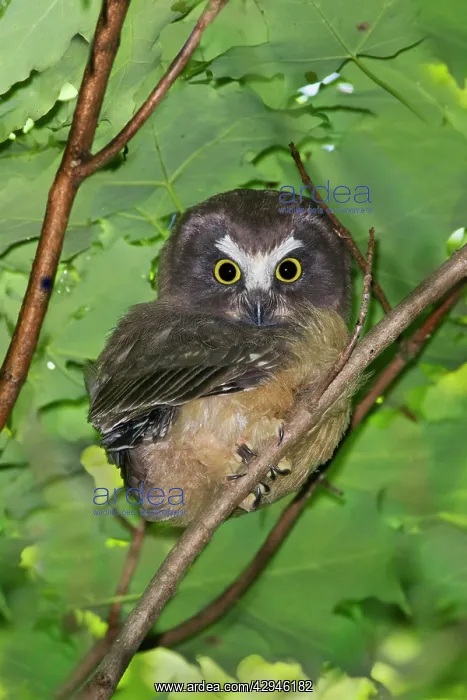 : Northern Saw-whet Owl - fledgling out of the nest : Northern Saw-whet Owl - fledgling out of the nest