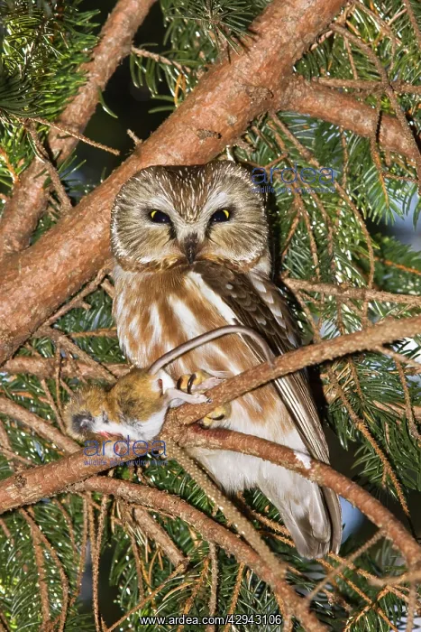 : Northern Saw-whet Owl - in it's winter roost, with mouse : Northern Saw-whet Owl - in it's winter roost, with mouse