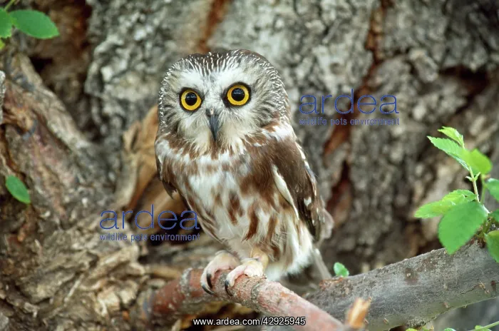 : Northern Saw-whet Owl - sits on branch : Northern Saw-whet Owl - sits on branch
