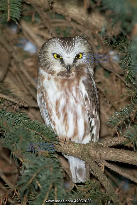 : Northern Saw-whet Owl - in winter : Northern Saw-whet Owl - in winter