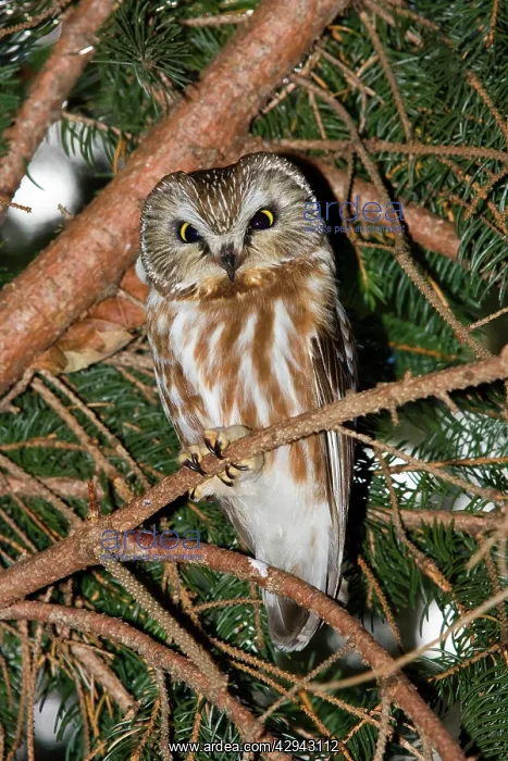: Northern Saw-whet Owl - in winter roost : Northern Saw-whet Owl - in winter roost