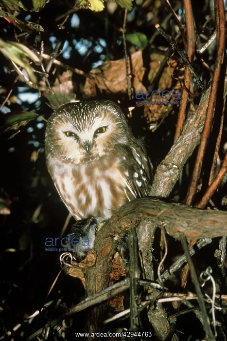 : Northern Saw-whet Owl - in winter roost : Northern Saw-whet Owl - in winter roost