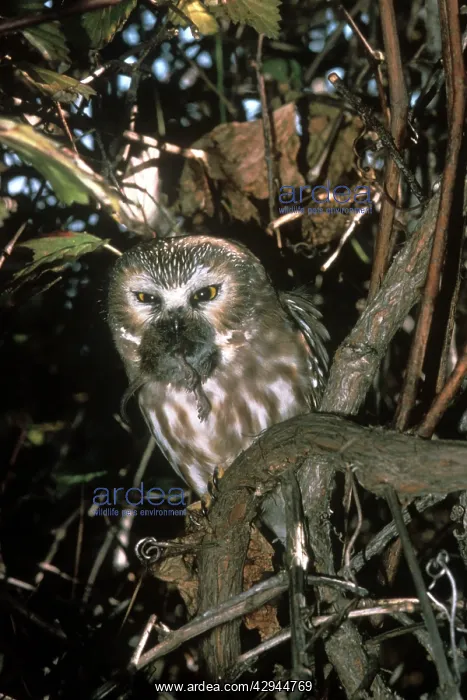 : Northern Saw-whet Owl - in winter roost : Northern Saw-whet Owl - in winter roost