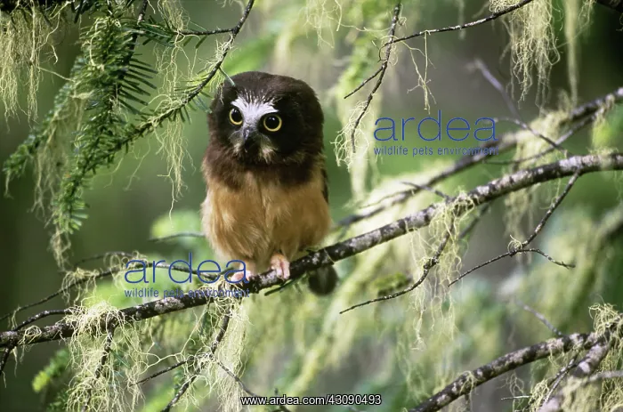 : Northern Saw-whet Owlet : Northern Saw-whet Owlet