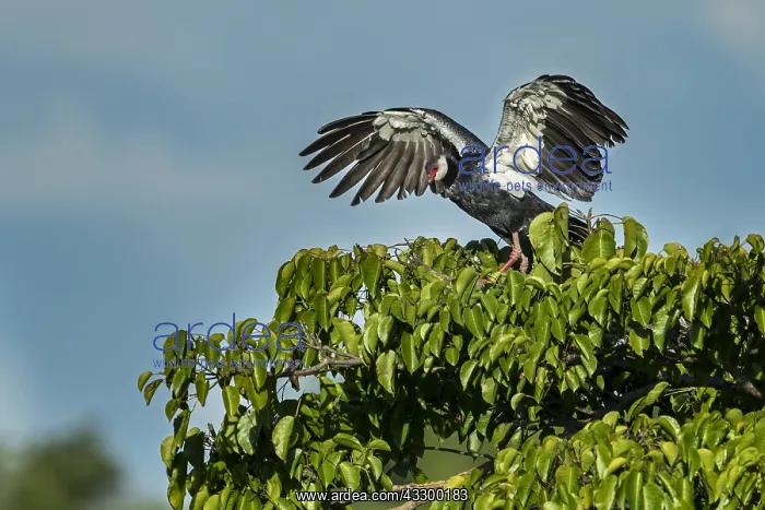 : Northern Screamer (Chauna chavaria) Rio Claro Natural : Northern Screamer (Chauna chavaria) Rio Claro Natural