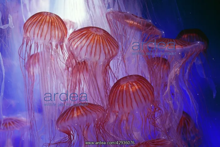 : Northern Sea Nettle JELLYFISH / Jelly fish : Northern Sea Nettle JELLYFISH / Jelly fish