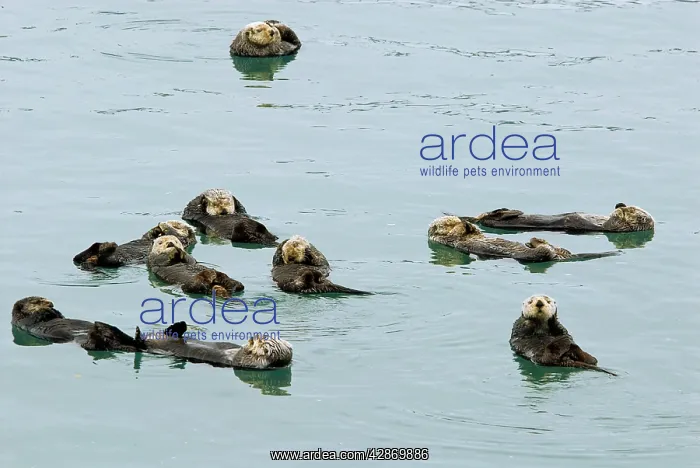 : Northern Sea Otter - resting : Northern Sea Otter - resting