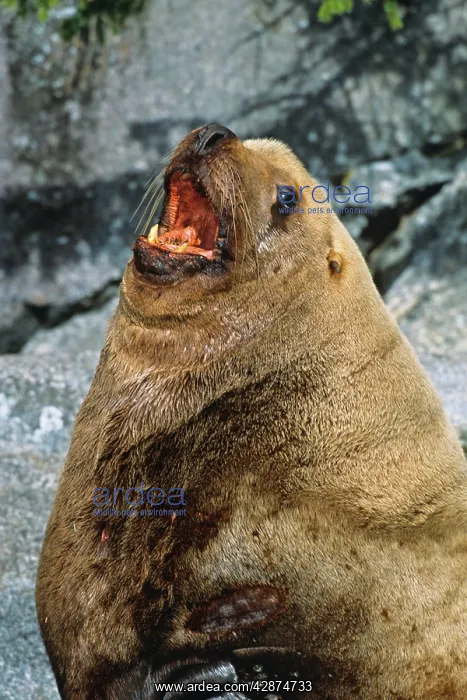 : Northern Sealion - bull barking (common call at : Northern Sealion - bull barking (common call at