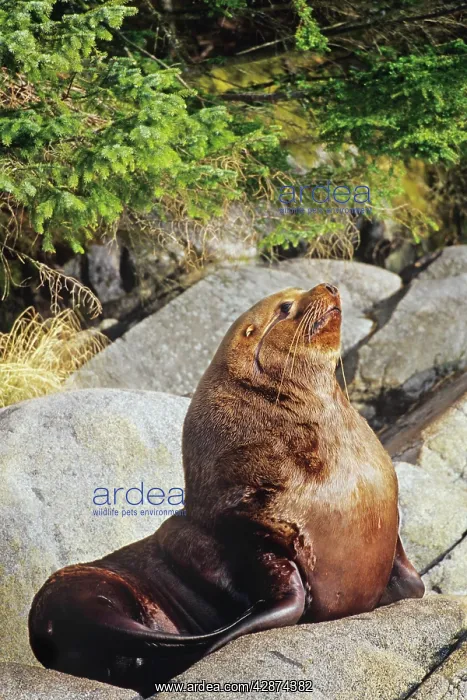 : Northern Sealion - bull rests on coastal rocks : Northern Sealion - bull rests on coastal rocks