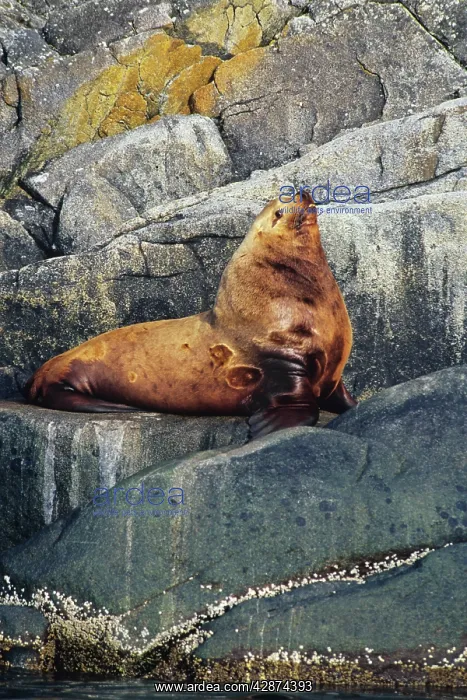 : Northern Sealion - bull rests on coastal rocks : Northern Sealion - bull rests on coastal rocks