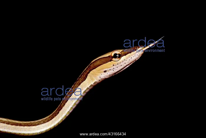 : Northern Sharpnose Snake : Northern Sharpnose Snake