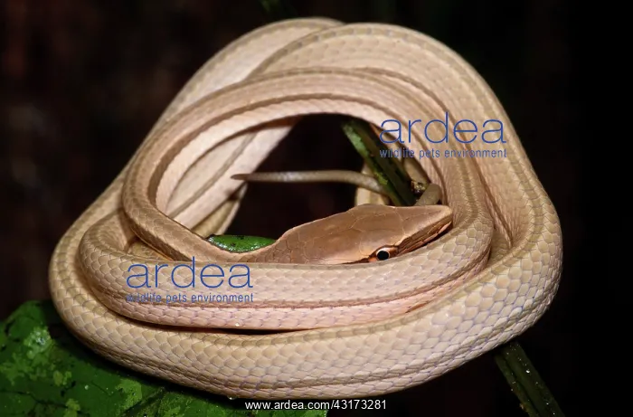 : Northern Sharpnose Snake : Northern Sharpnose Snake