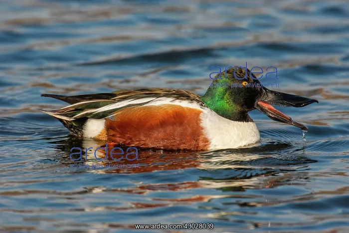 : Northern Shoveler : Northern Shoveler