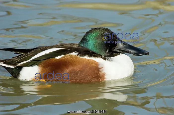: Northern Shoveler : Northern Shoveler
