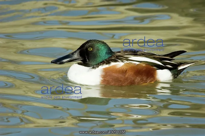 : Northern Shoveler : Northern Shoveler