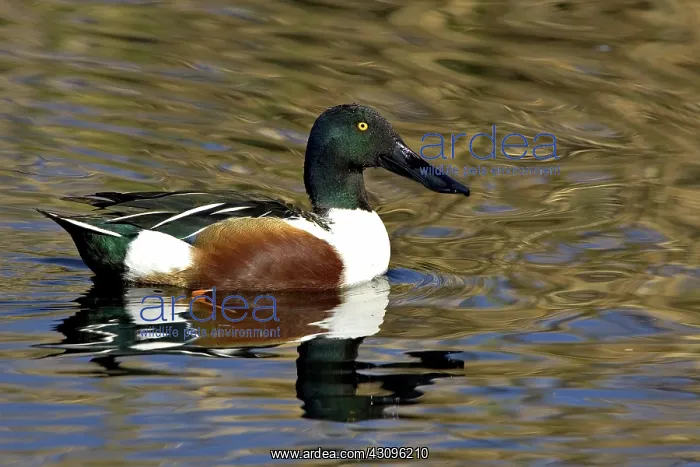 : Northern shoveler : Northern shoveler