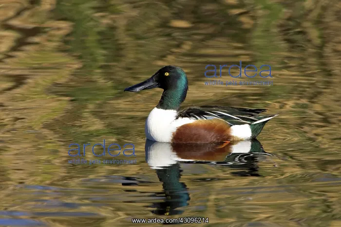 : Northern Shoveler : Northern Shoveler