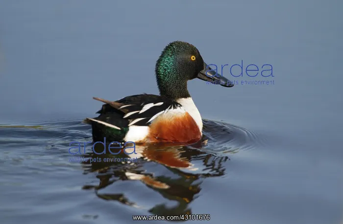 : Northern Shoveler : Northern Shoveler