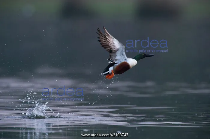 : Northern Shoveler : Northern Shoveler
