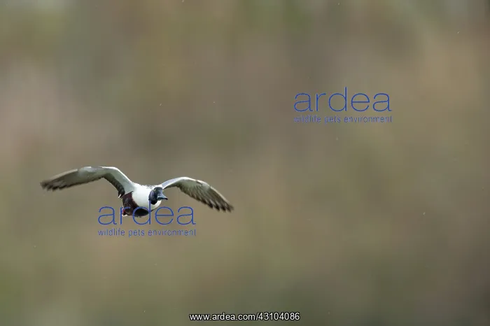 : Northern Shoveler : Northern Shoveler