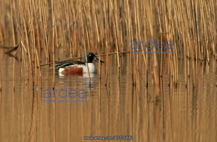 : Northern Shoveler : Northern Shoveler