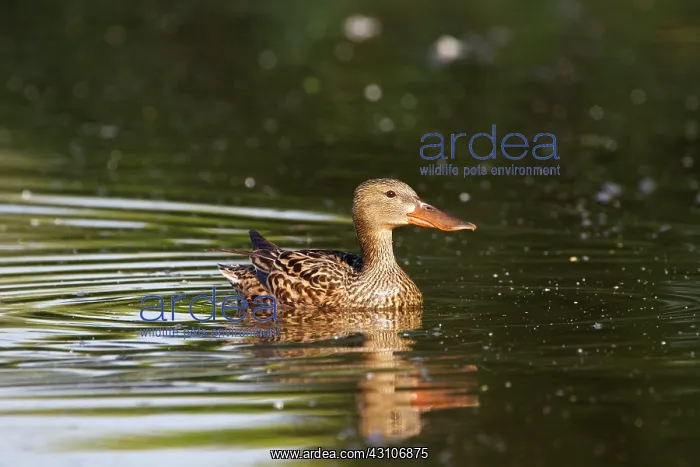 : Northern Shoveler : Northern Shoveler