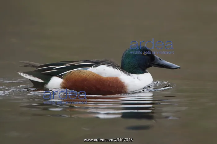 : Northern Shoveler : Northern Shoveler