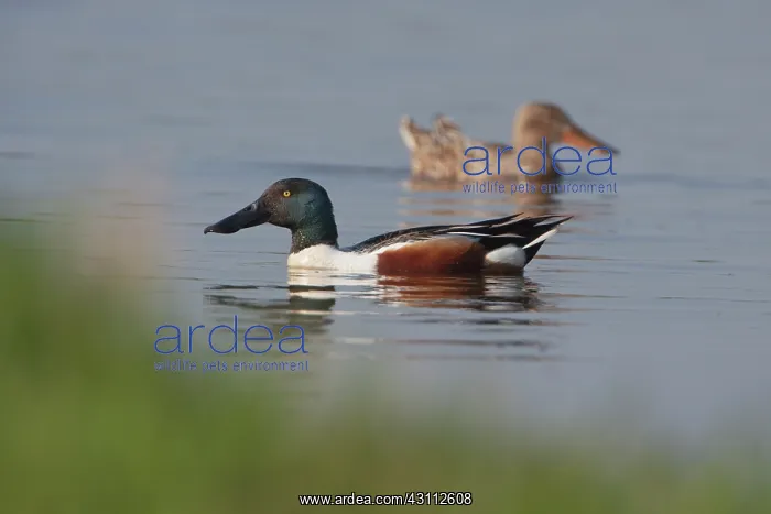 : Northern Shoveler : Northern Shoveler