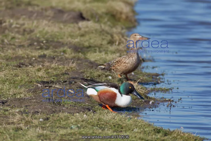 : Northern Shoveler : Northern Shoveler