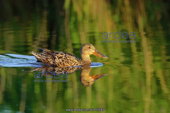 : Northern Shoveler : Northern Shoveler