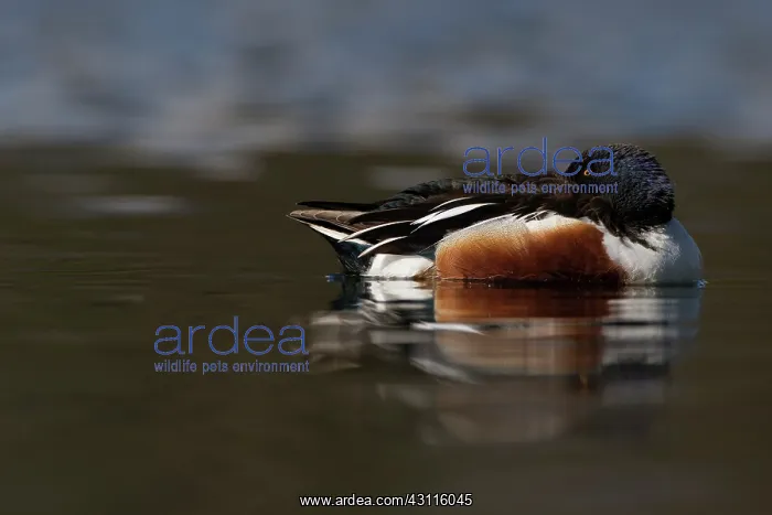: Northern Shoveler : Northern Shoveler