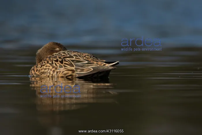  : Northern Shoveler