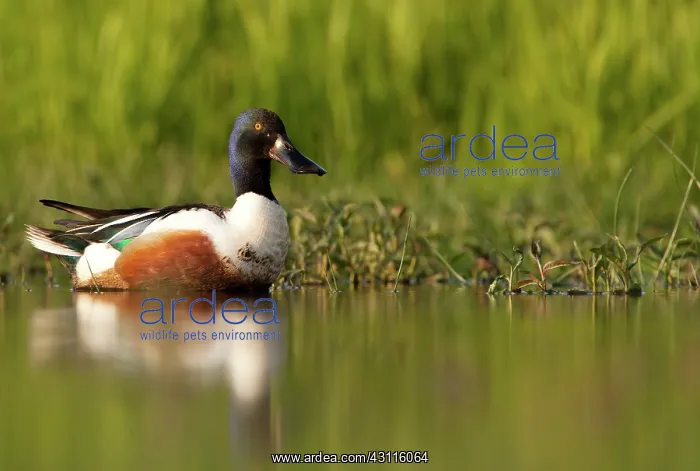 : Northern Shoveler : Northern Shoveler