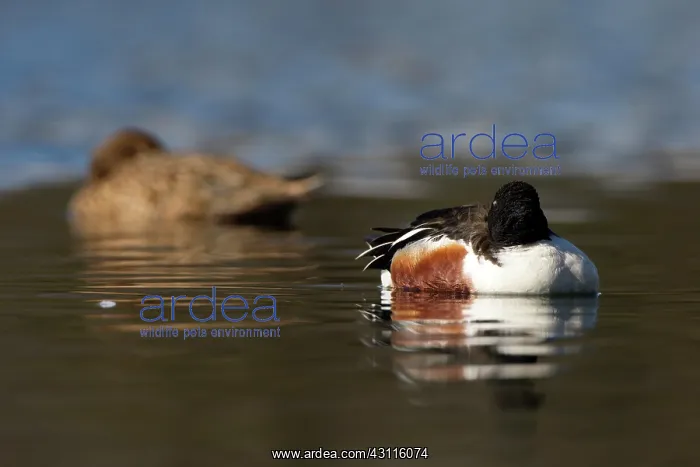 : Northern Shoveler : Northern Shoveler