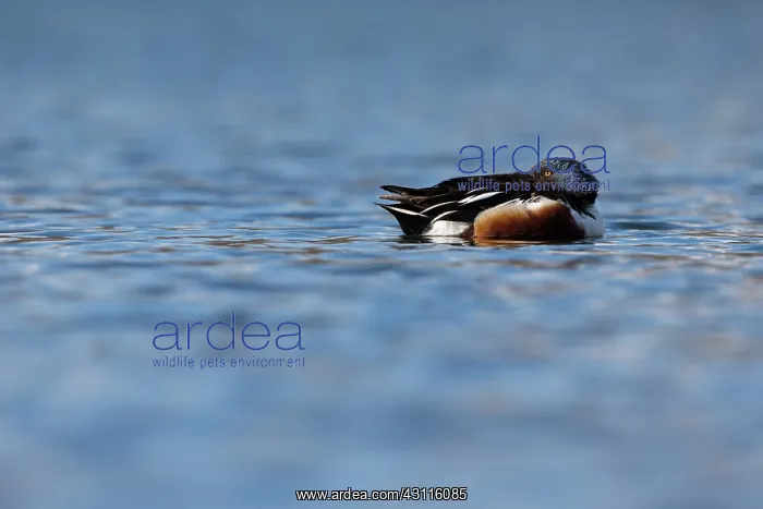 : Northern Shoveler : Northern Shoveler